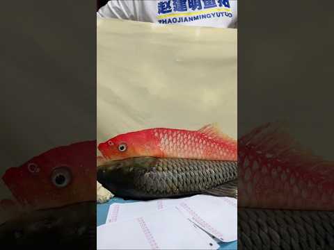 Gyotaku! The Ancient Art of Fish Printing #shorts